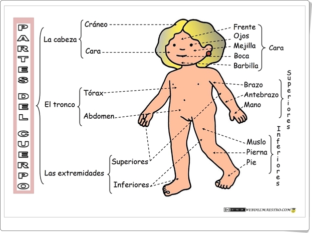 "Partes del cuerpo humano" (Fichas de Ciencias Naturales de Primaria)