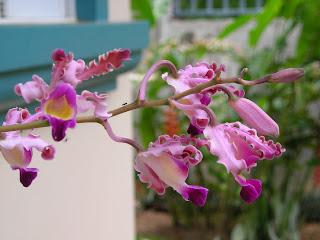 Myrmecophila tibicinis, Honduras orchid