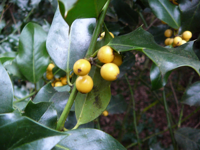 Yellow-Holly-Berry-UK-Not-Red