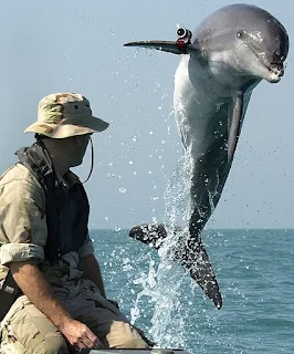 A military trained bottlenose dolphin with locator