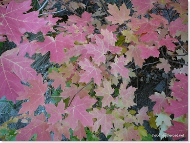 Red Maple Leaves