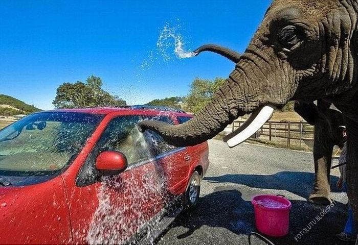 Cuci Mobil Ala Gajah