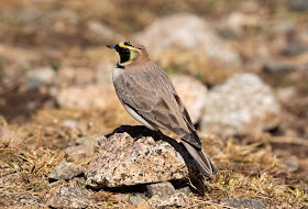 Atlas Horned Lark - Oukaïmeden, Morocco