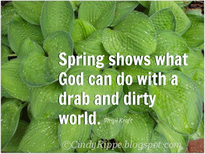 #Virgil Kraft quote, #Late Spring rain, #Hosea Ballou quote, #Hostas, #raindrops, #summer rain, #garden moments, #Florals-Family-Faith, #CindyRippe