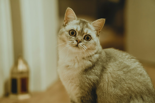 14 Unusual Cat Behaviors Described