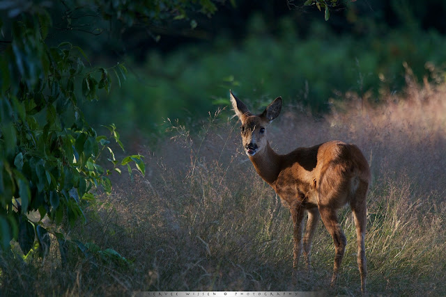 Ree - Roe Deer  - Capreolus capreolus