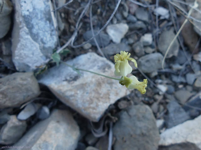 55: yellow flower bulging toward the bottom