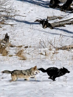 Druid pack wolves running