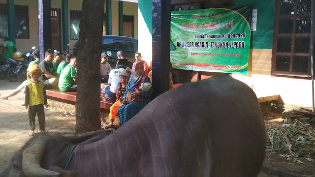 kurban sapi dan kerbau hanya tidak cukup untuk 10 orang