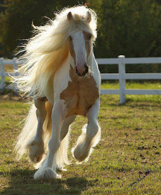 hermosa fotografia de caballos rubio y blanco galopando