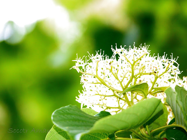 Cornus controversa