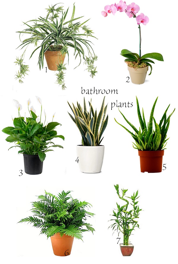 exPress o Winter Home Bathroom Plants 