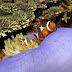 Anemonefish(Nemo)