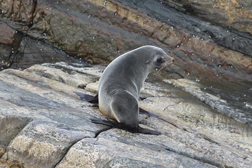 Pinnipeds