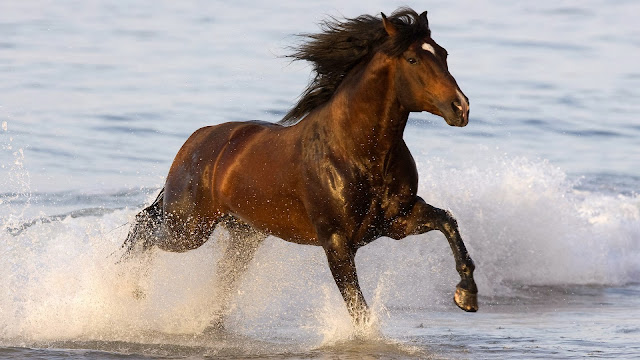 Beautiful Brown Horse Wallpapers