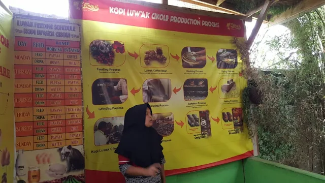 KOPI LUWAK CIKOLE BANDUNG