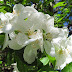 Today's Flowers:  Cherry Blossoms