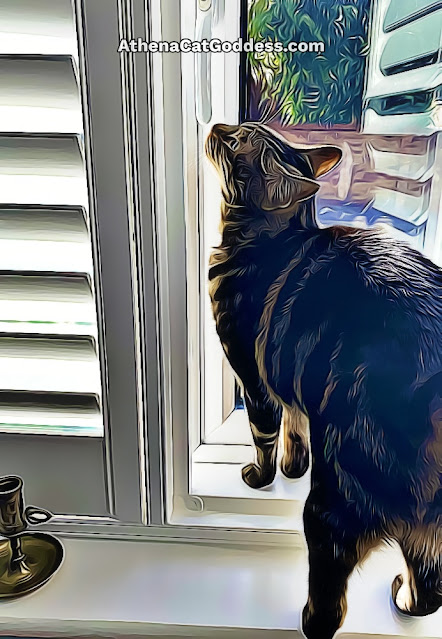 tabby cat on window sill