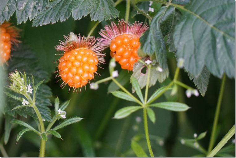 anacortes salmon berries 062118 00000