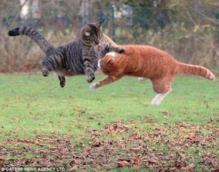 Funny Cats Fighting