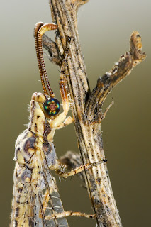 Para ampliar Macronemurus appendiculatus (Latreille, 1807) Hormiga león hacer clic