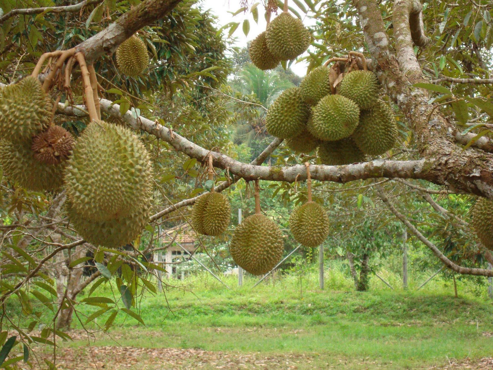 DADANG RUSNANDAR TEKNIK MENGATUR PEMBUAHAN BUAH  DUREN DI 