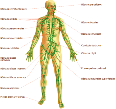 Dibujo del Sistema inmunológico del cuerpo humano indicando sus partes