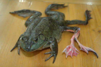 Wow,. Katak Berkaki 7 Di China [ www.BlogApaAja.com ]