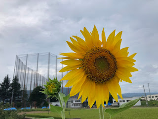 【20210831】開花したヒマワリ