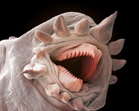 Real Monstrosities: Polynoid Scale Worm