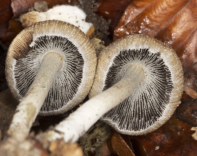 Mica Cap, Coprinellus micaceus.  Orpington Field Club outing to Blackbush Shaw, Cudham, on 19 November 2011.