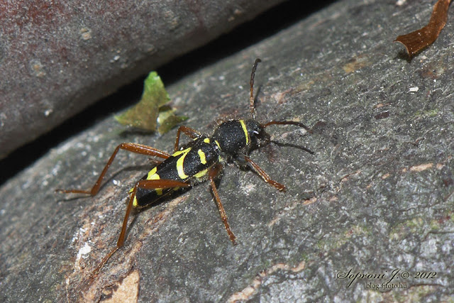 Közönséges darázscincér (Clytus arietis)