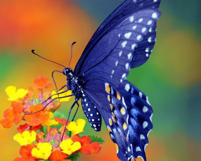 BUTTERFLY HD WALLPAPER 29