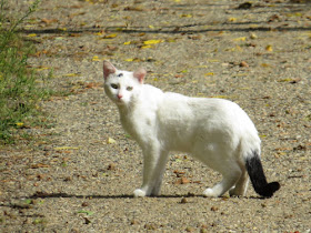 cat on a gravel trail