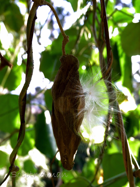 Marsdenia tomentosa