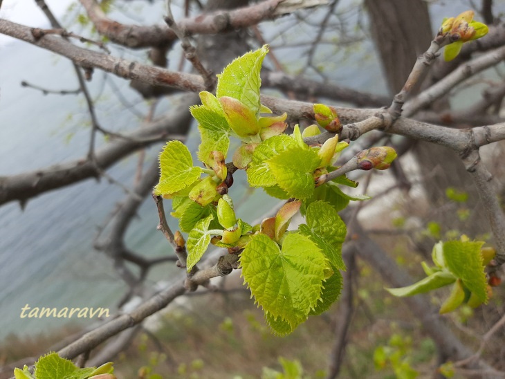 Липа маньчжурская (Tilia mandshurica)