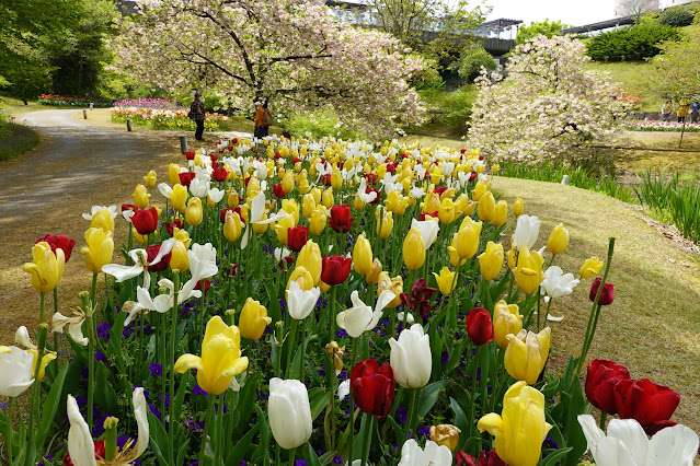 鳥取県西伯郡南部町鶴田 とっとり花回廊 花の谷