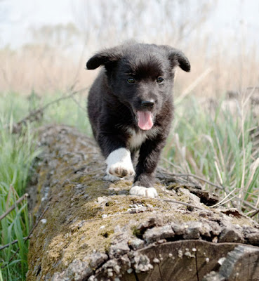 Puppies - like this cute pup walking along a log - must be socialized, and here's the research that first told us this