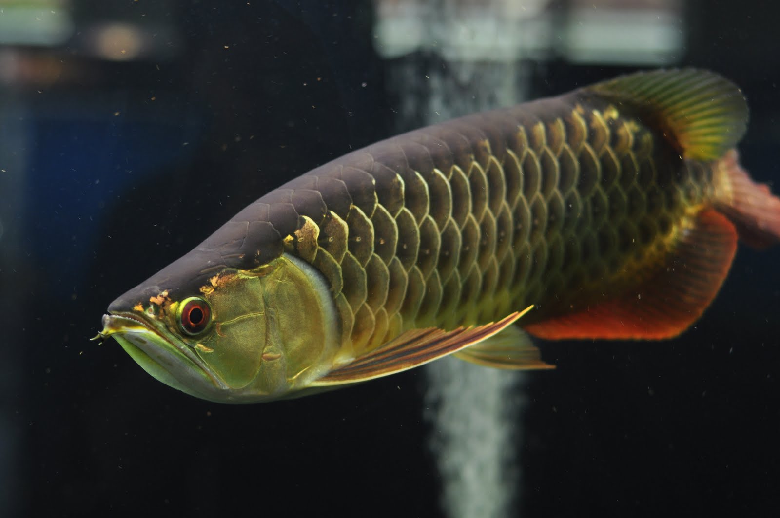 017 880 3115 Made Arowana Antara Jenis Jenis Ikan Arowana