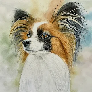 Petite spaniel visuals