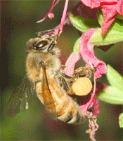 A honey bee carries its load of pollen on its hind legs