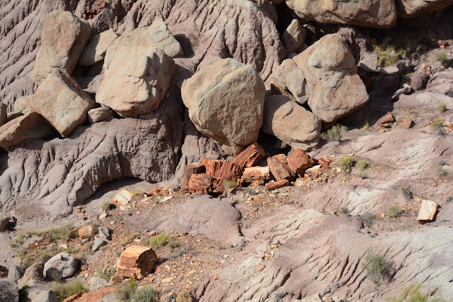 Jasper Forest Petrified Forest