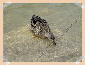 Isar