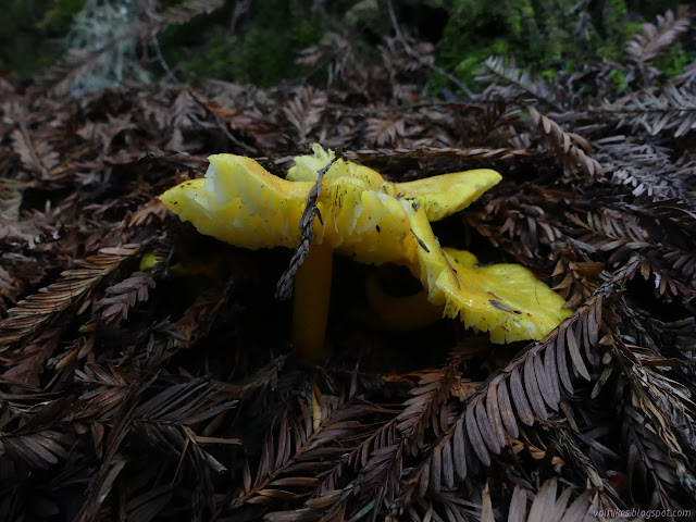 yellow mushrooms with large gills