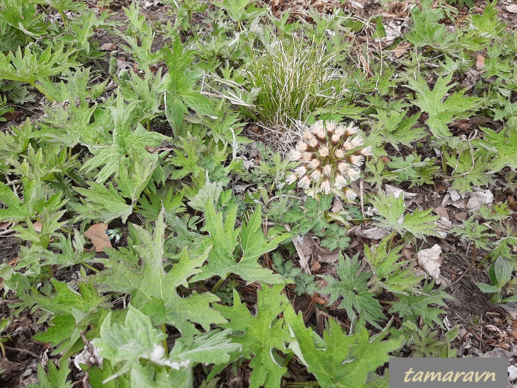 Белокопытник Татеваки (Petasites tatewakianus)