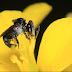 Mari Mengenal Nama-nama Linot (Stingless Bee) di Berbagai Daerah di Indonesia