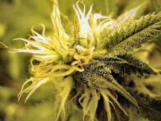 Bud Marijuana Wallpaper - free download wallpapers