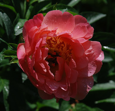 Paeonia Coral Sunset