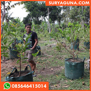 planter bag dari suryaguna 085646415014