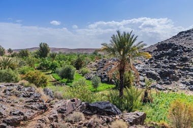 l’oasis de Sidi Flah fait partie des oasis oubliées